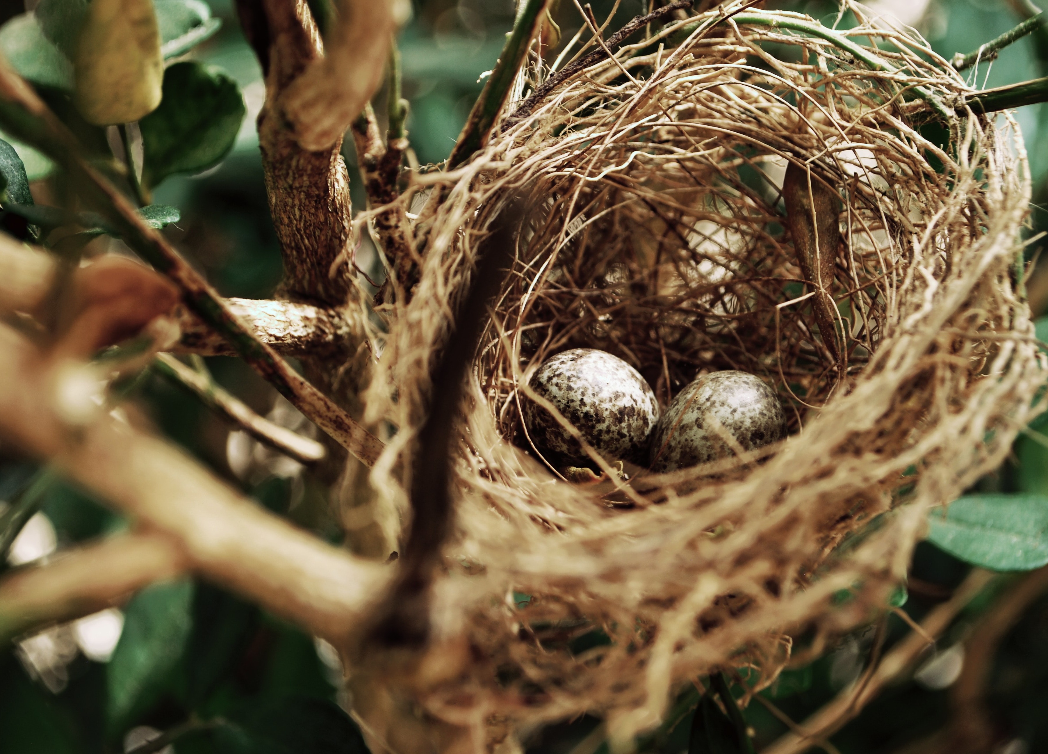 Advisor’s Corner: IRA Charitable Rollovers Can Help You Meet Your Charitable Goals